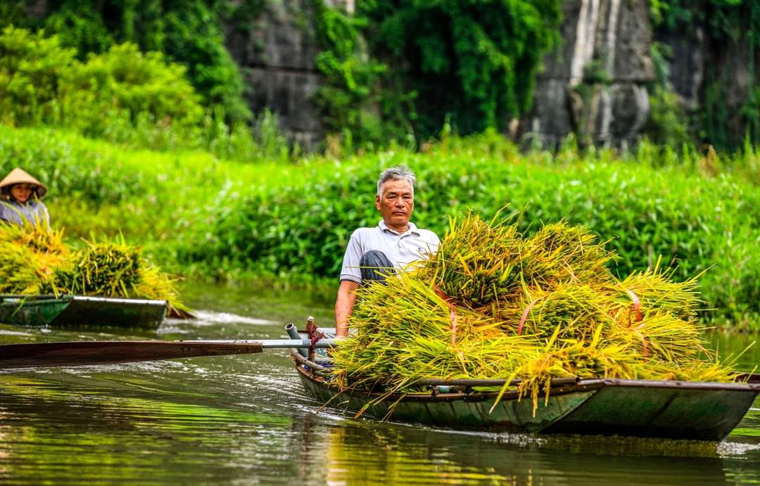 “Vào mùa thu hoạch lúa, người dân phải chèo thuyền đến ruộng, ngâm mình dưới nước cắt từng cây lúa một. Lúa được cắt, bó thành từng bó, chất lên thuyền đưa ra bên ngoài mới có thể tuốt và phơi sấy được” - chị Mai chia sẻ. Ảnh: Nguyễn Trường