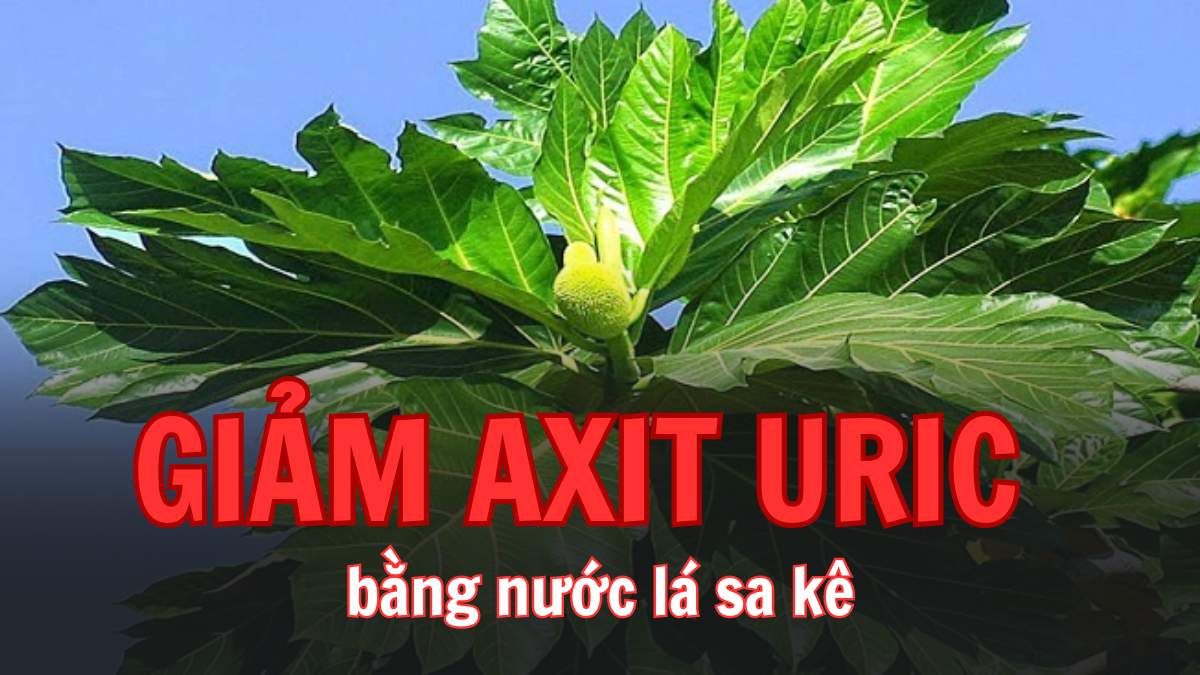 Nồng độ axit uric sẽ giảm đáng kể nếu người bệnh biết các sử dụng lá sa kê. Đồ họa: Thùy Dung