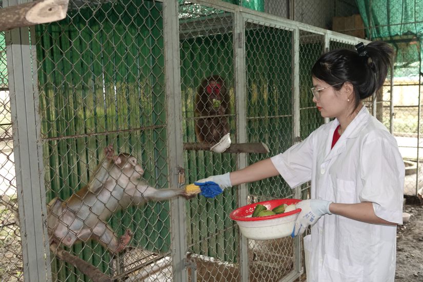 Chị Ngọc - nhân viên VQG Vũ Quang chăm sóc đàn khỉ trước khi tái thả về tự nhiên. Ảnh: Trần Tuấn