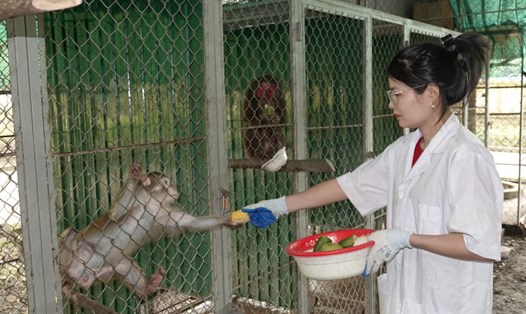 Chị Ngọc - nhân viên VQG Vũ Quang chăm sóc đàn khỉ trước khi tái thả về tự nhiên. Ảnh: Trần Tuấn