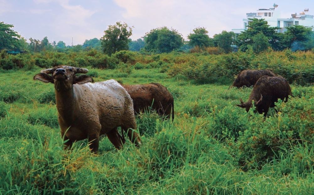   Tuy nhiên, sau nhiều năm chuẩn bị mặt bằng, hiện khu đất như một bãi hoang, tập kết rác, bị tái chiếm, làm nơi chăn thả gia súc, trồng trọt.