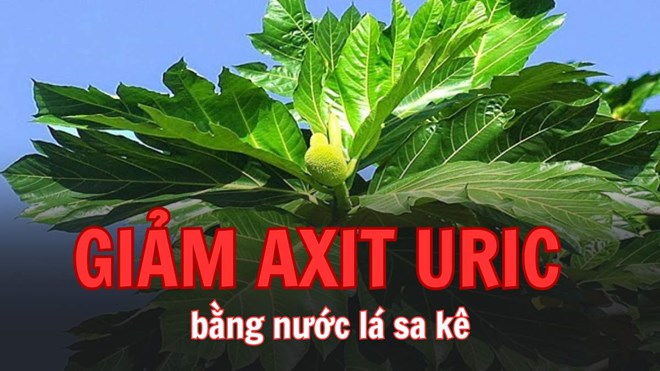 Giảm axit uric hiệu quả với lá sa kê