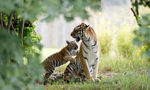 Công viên hổ Siberia ở tỉnh Hắc Long Giang, Trung Quốc là một trong những nơi có số lượng hổ Siberia lớn nhất thế giới.
