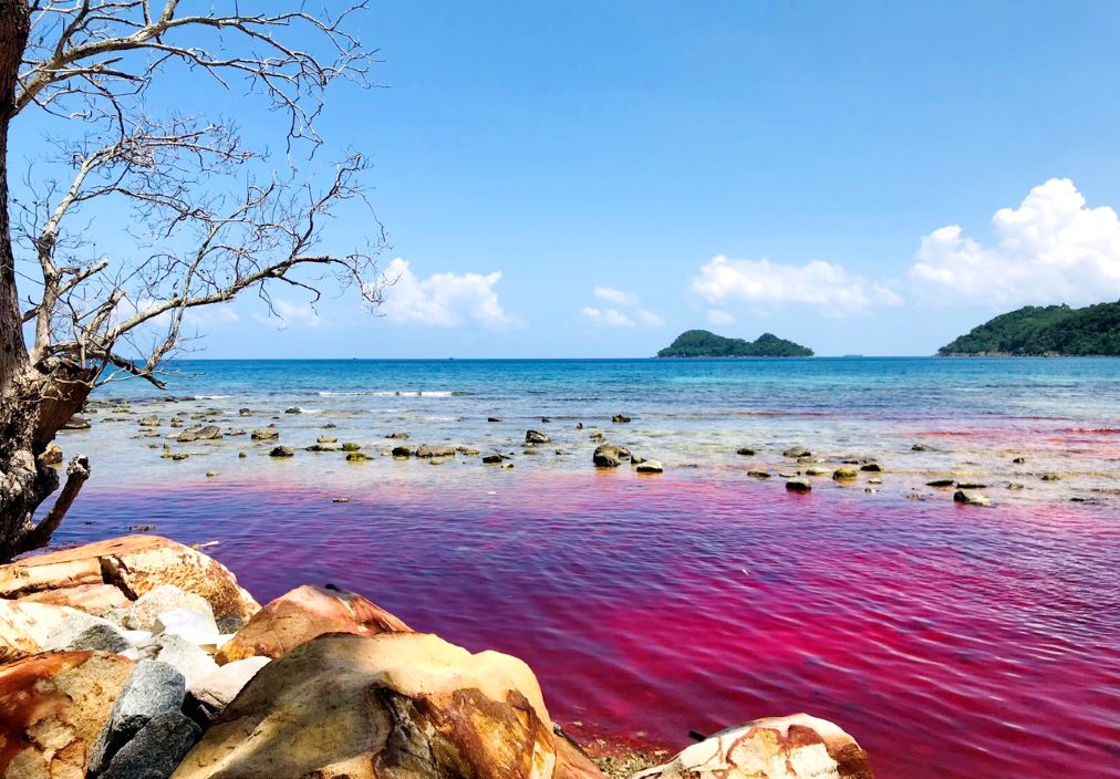 Nước biển khu vực bãi Mun (Thổ Châu, TP Phú Quốc) đột ngột chuyển từ màu xanh sang màu đỏ. Thực tế này giống như hiện tượng được các nhà khoa học định danh là thủy triều đỏ Ảnh: Người dân cung cấp