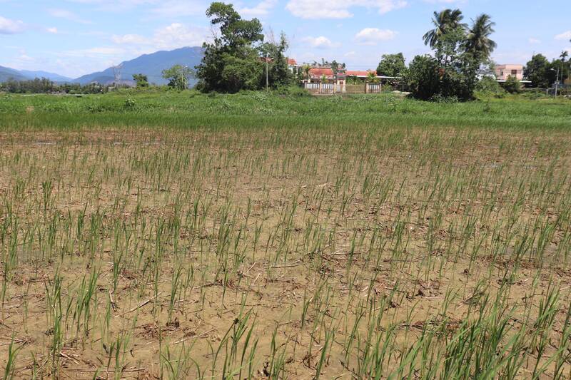 Hàng chục hecta lúa ở vùng ven Đà Nẵng bị chết khô do nhiễm mặn. Ảnh: Nguyễn Linh