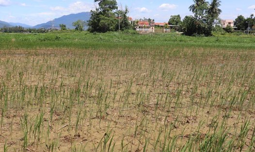 Hàng chục hecta lúa ở vùng ven Đà Nẵng bị chết khô do nhiễm mặn. Ảnh: Nguyễn Linh