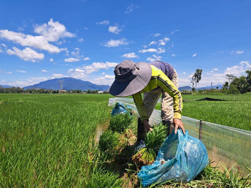 Người dân xin lúa từ cánh đồng không bị nhiễm mặn để cấy vào ruộng của mình. Ảnh: Nguyễn Linh