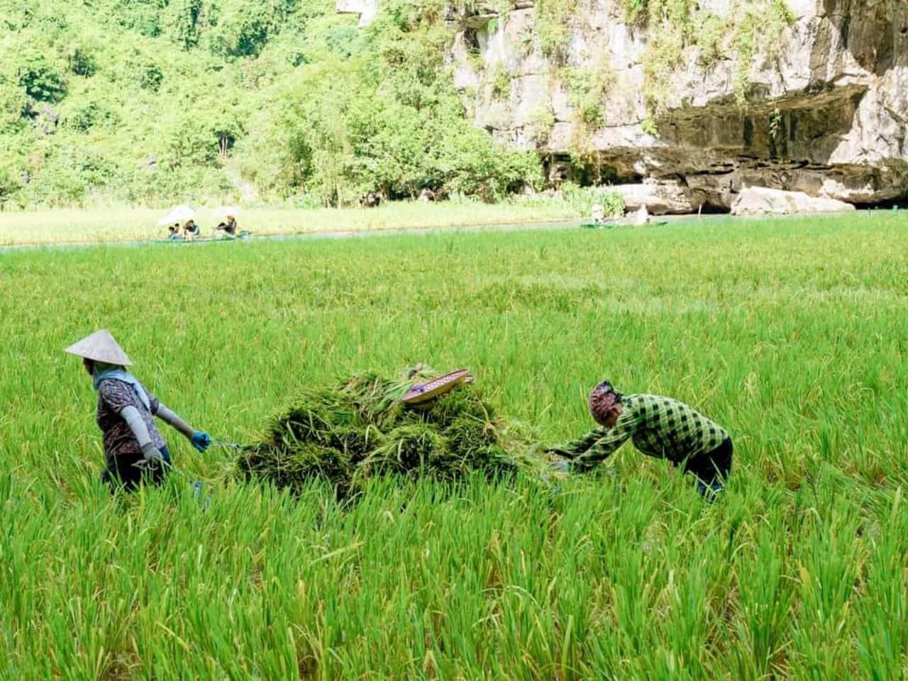 Mỗi năm, người dân ở đây chỉ cấy 1 vụ. Ngoài trồng lúa, người dân còn tham gia chèo đò chở khách du lịch tham quan. Ảnh: Nguyễn Trường