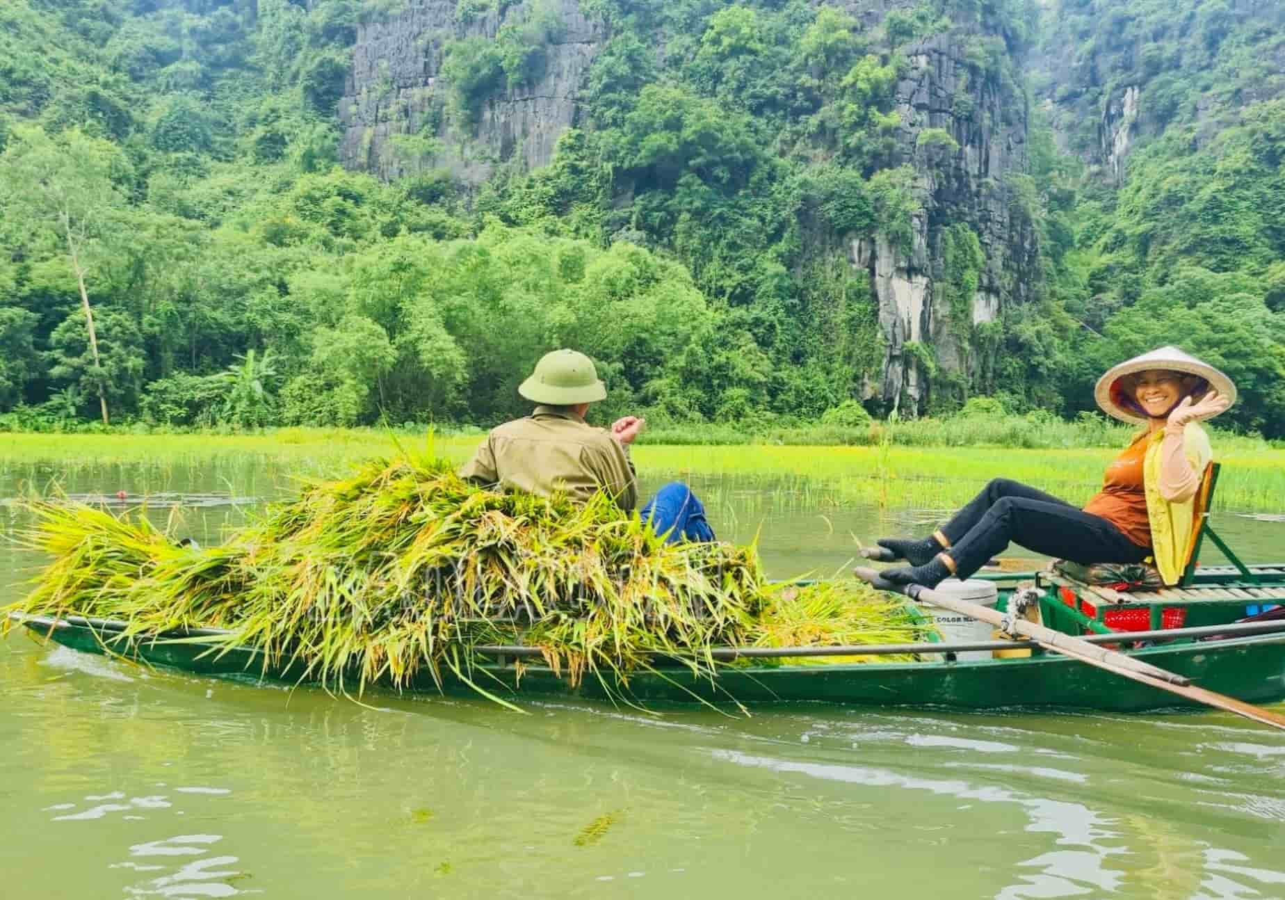 Lúa gặt xong, người dân dùng thuyền chở về bến sông gần đó dùng máy tuốt lúa, rồi đem thóc về phơi. Ảnh: Nguyễn Trường