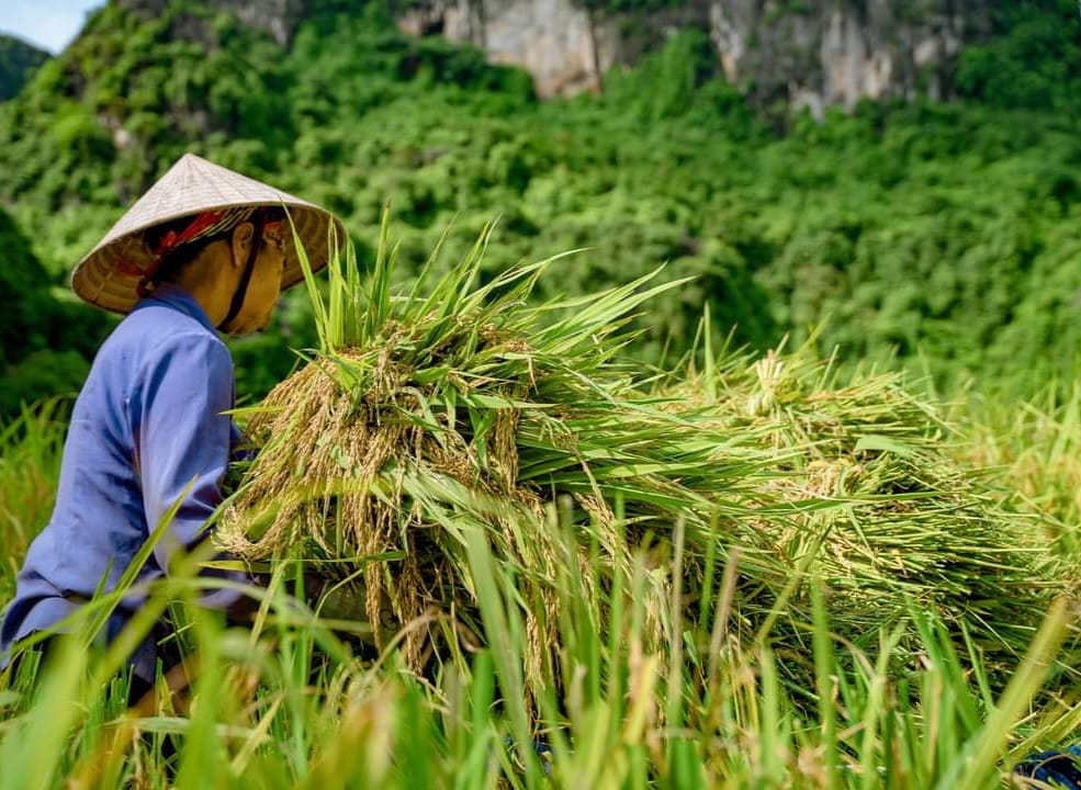 Ông Vũ Huy Toàn - Chủ tịch UBND xã Ninh Hải cho biết, cánh đồng Tam Cốc có diện tích hơn 18ha. Vụ mùa năm nay, từ lúc cấy cho đến khi thu hoạch thời tiết thuận lợi nên năng suất đạt từ 1,5-2 tạ/sào. Ảnh: Nguyễn Trường