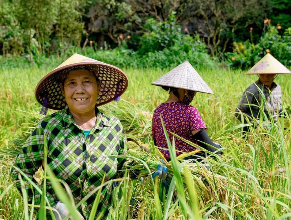 Từ sáng sớm, người dân thôn Văn Lâm, (xã Ninh Hải, huyện Hoa Lư, Ninh Bình) đã tất bật thu hoạch vụ lúa duy nhất trong năm trên cánh đồng lúa đặc biệt này. Ảnh: Nguyễn Trường