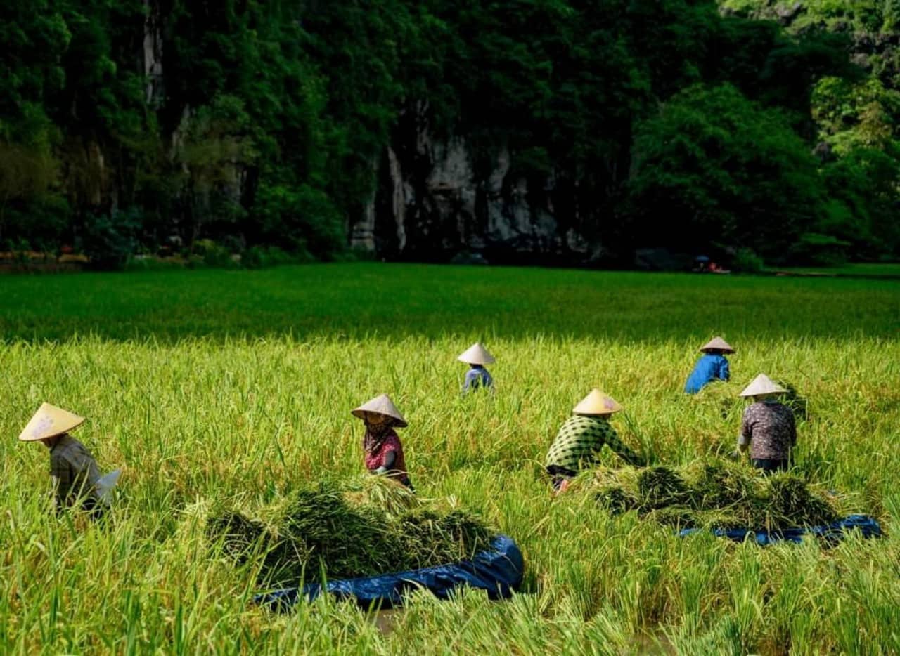 Vào mùa thu hoạch, khách du lịch về thăm Tam Cốc có dịp được hòa mình vào không khí mùa gặt, chìm đắm trong hương thơm của lúa chín, tận mắt chiêm ngưỡng những hình ảnh chân thực của những người nông dân nơi đây. Ảnh: Nguyễn Trường