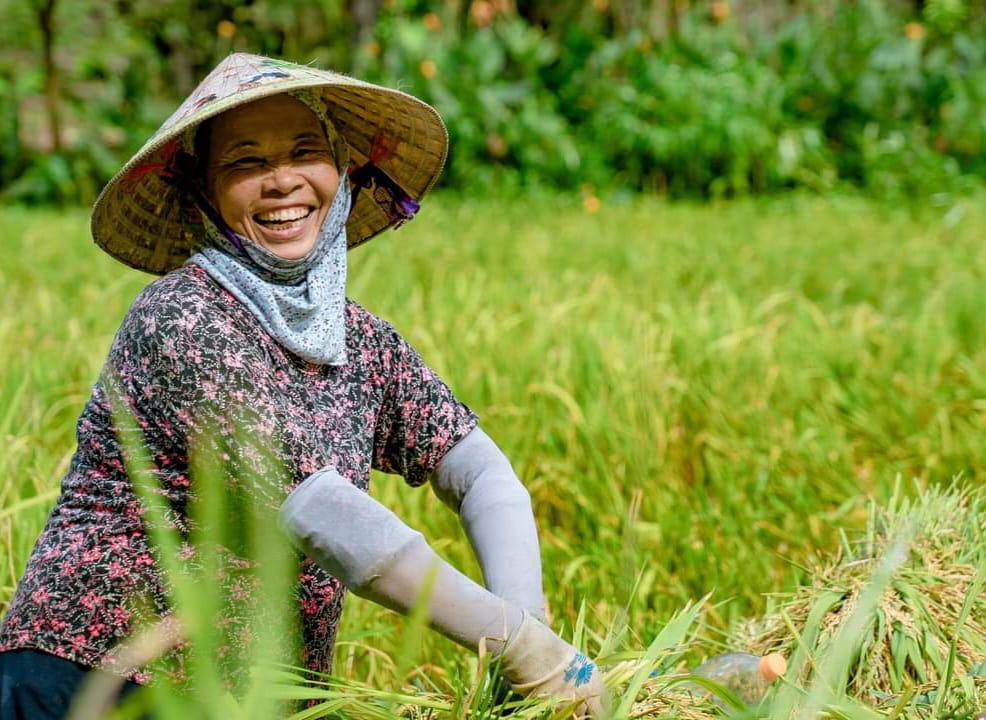 Để trồng và thu hoạch lúa ở Tam Cốc người dân rất vất vả vì đều phải làm thủ công. Ảnh: Nguyễn Trường