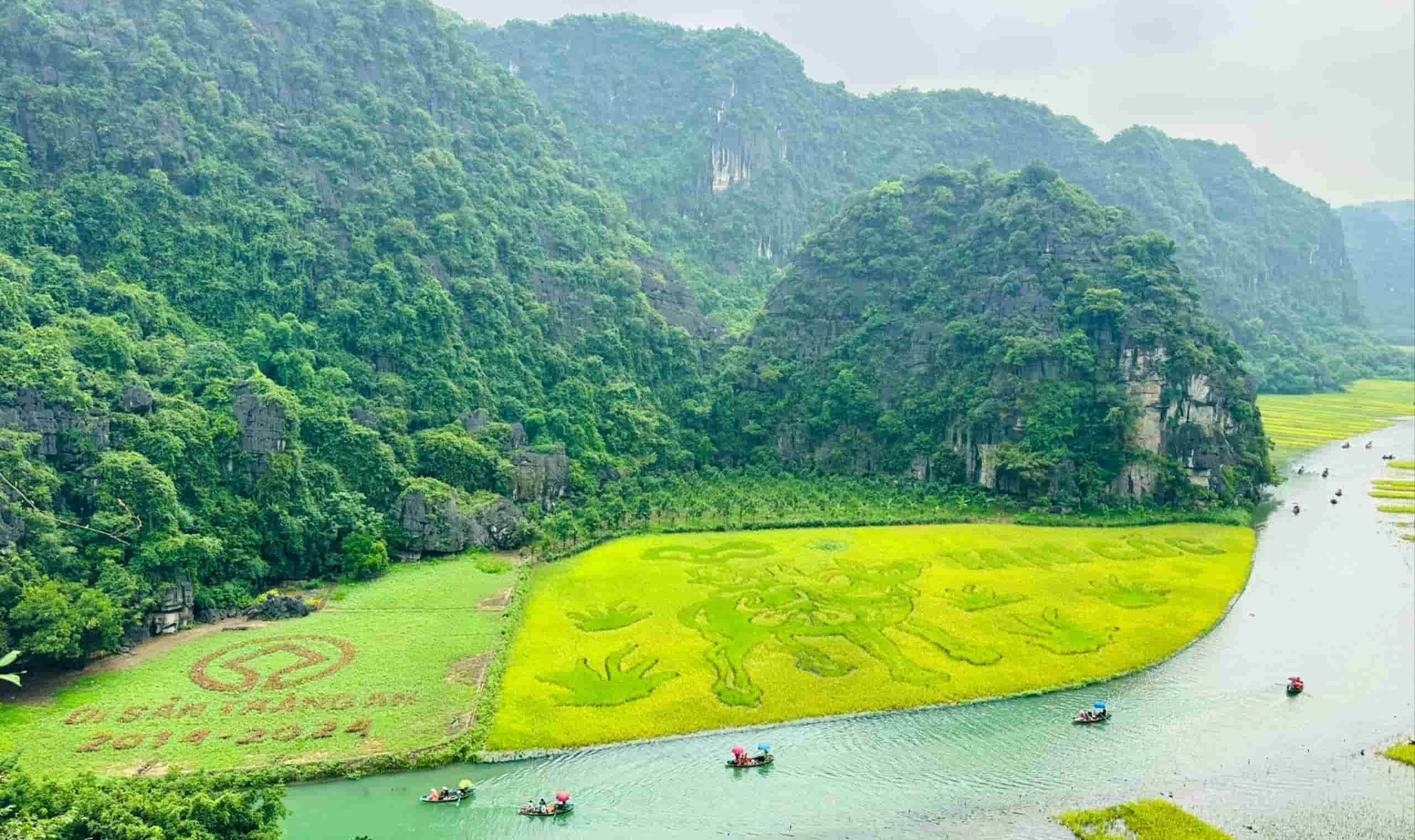 Về cố đô Ninh Bình xem nông dân chèo thuyền gặt lúa trong vùng di sản