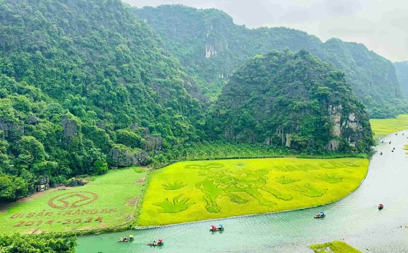 Cánh đồng lúa Tam Cốc như tấm thảm vàng óng mênh mông uốn lượn theo dòng sông Ngô Đồng nằm trong thung lũng bao quanh bởi các núi đá vôi trùng điệp. Ảnh: Nguyễn Trường
