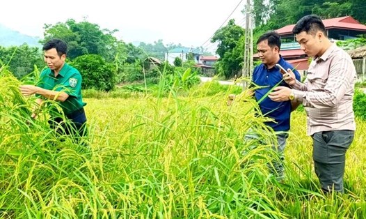 Cán bộ Trạm trồng trọt và Bảo vệ thực vật huyện Tân Sơn kiểm tra giống lúa VTS-889 tại xã Lai Đồng. Ảnh: UBND huyện Tân Sơn.