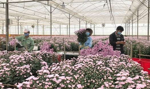 Công nhân tham gia thu hoạch hoa tại Lâm Đồng. Ảnh: Mai Hương