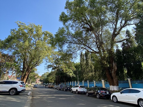 Cây xanh cổ thụ trên đường Hoàng Hoa Thám. Ảnh: Thanh Tuấn 