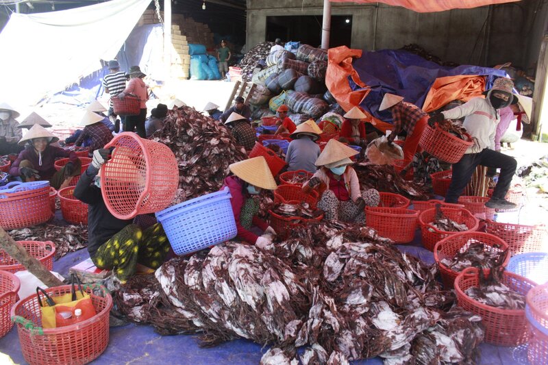 Mực xà ở Quảng Ngãi chủ yếu tiêu thụ nhiều ở Trung Quốc. Ảnh: Viên Nguyễn