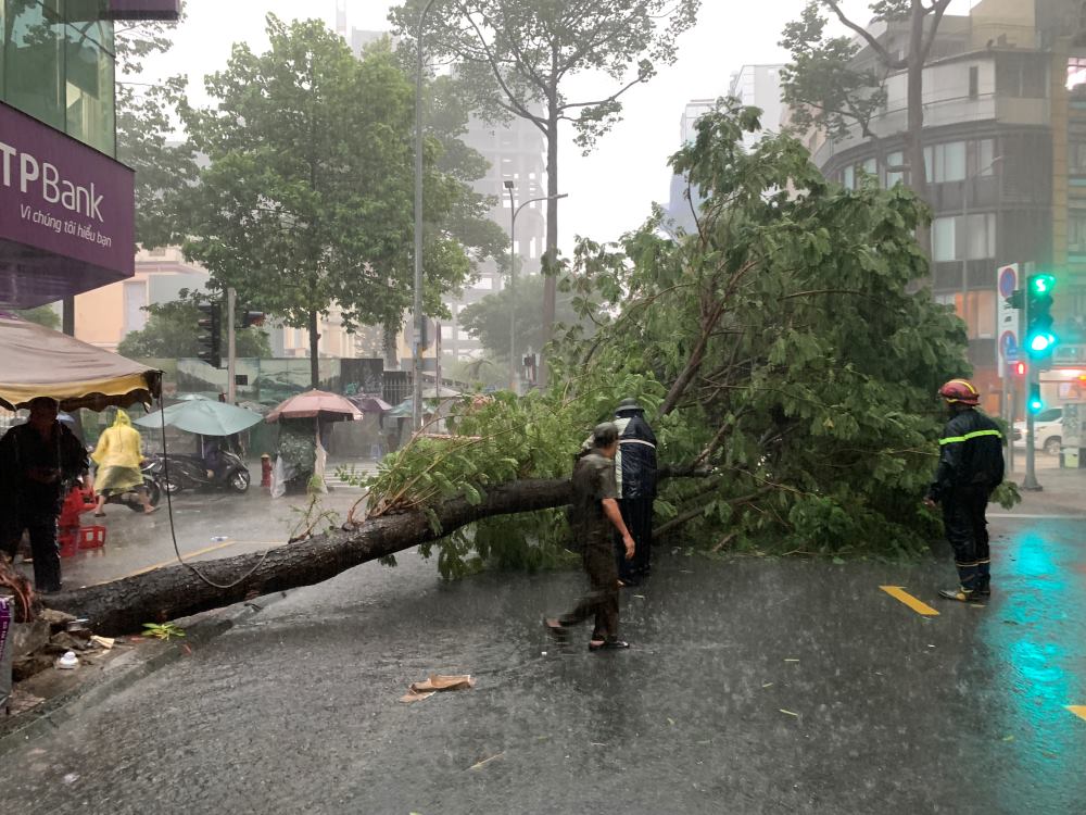 Khoảng 15h30 ngày 14.6, mưa lớn cùng gió giật mạnh khiến một cây xanh đường kính khoảng 30 cm trên đường Phó Đức Chính (Quận 1) bật gốc, đổ ra ngoài chắn ngang một phần đường gây cản trở giao thông, song may mắn không gây ảnh hưởng về người và tài sản.