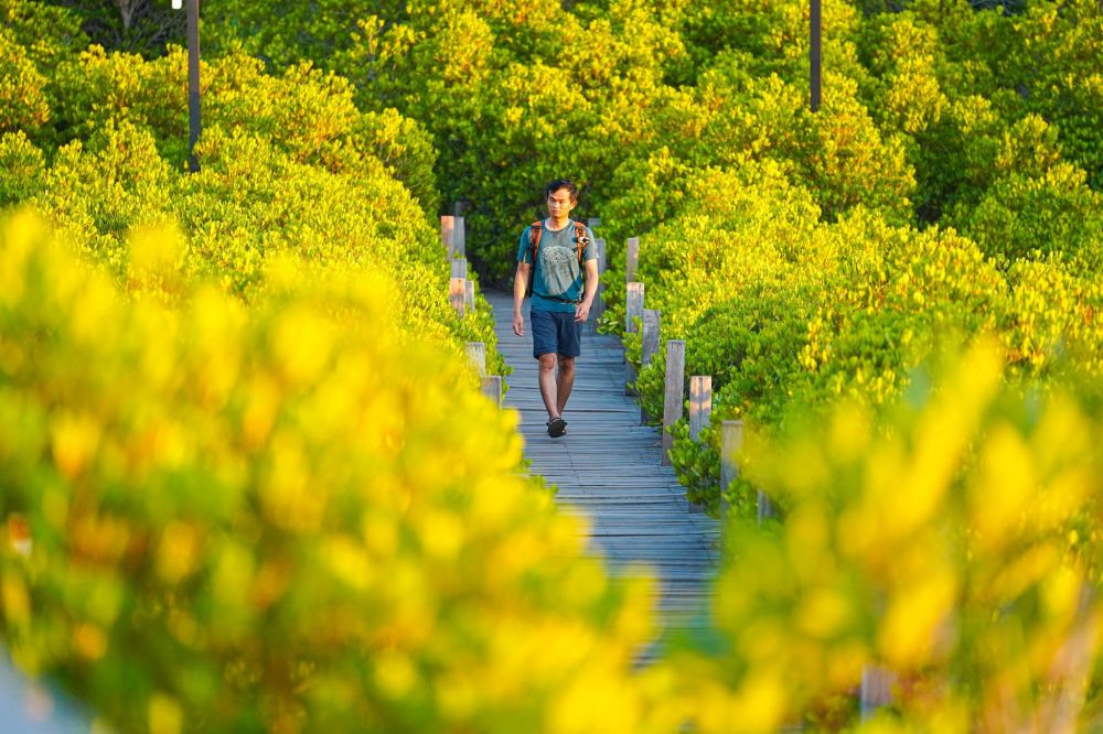 Dạo bước trên cầu gỗ chạy xuyên rừng ven biển ở Thung Prong Thong.  Ảnh: Phạm Quang Tuân