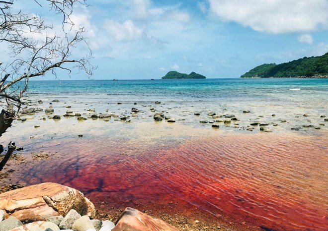 Hiện tượng Thủy triều đỏ tại vùng biển bãi Mun, hình ảnh được chụp vào chiều 14.6.2024. Ảnh: Người dân cung cấp