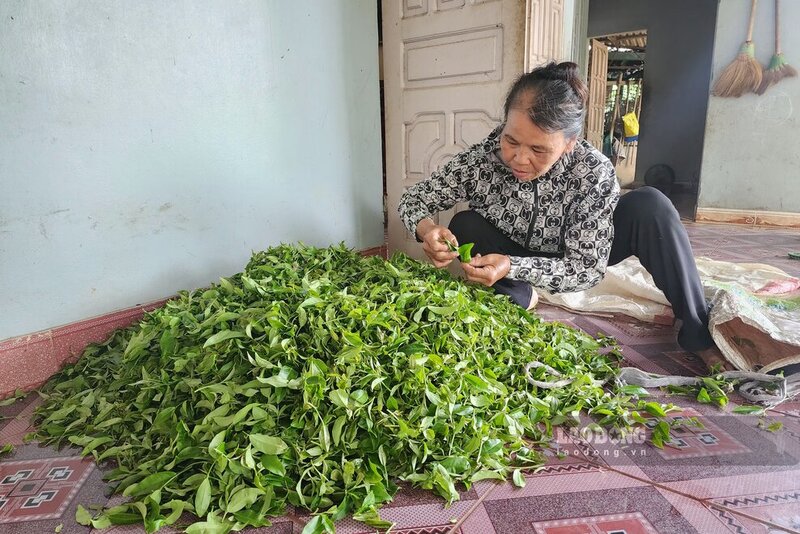 Bà Thuận làm tất cả mọi việc mà dân làng thuê để có tiền nuôi con trai và 3 cháu nội. Ảnh: Tô Công.