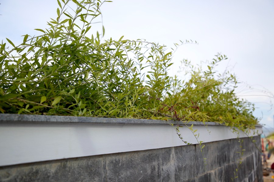 Cổng vào nhà vệ sinh được thiết kế mái vòm bằng kính trong suốt. Phía trên được trồng cây xanh tạo không gian thoáng mát. Ảnh: Công Sáng