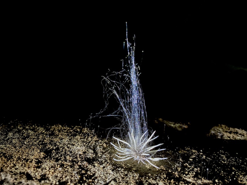 Sinh vật lạ vừa được phát hiện trong hang động ở Phong Nha - Kẻ Bàng. Ảnh: Nguyễn Văn Úy