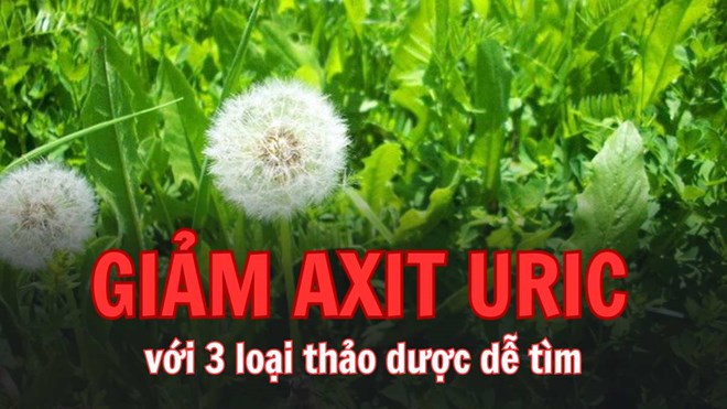 Axit uric cao thì nên dùng loại thảo dược nào?