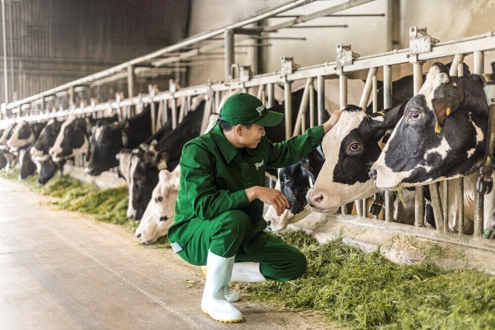 Với định hướng “xanh hóa” sản xuất, các trang trại bò sữa của Vinamilk đang trở thành hạt nhân thúc đẩy tiến trình thực hành nông nghiệp bền vững của cả vùng đất. Ảnh: Vinamilk