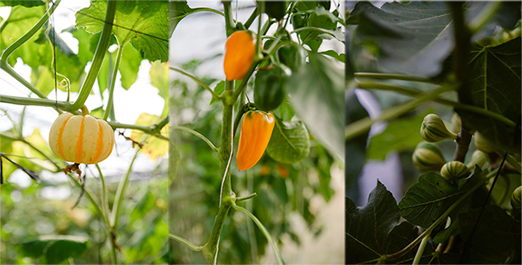 Mô tả hình ảnh: Các loại rau củ quả tại WinEco đều được đạt tiêu chuẩn cao cấp nhưng vẫn lưu giữ các hương vị nguyên bản. Ảnh: Masan Group