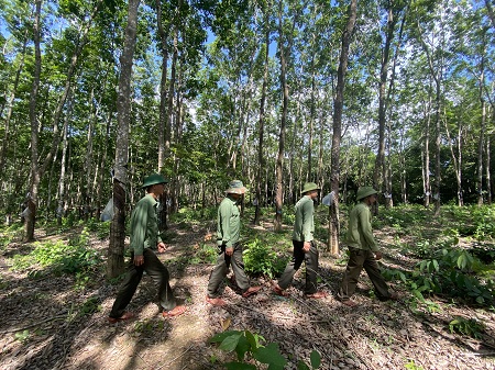 Bảo vệ rừng Ia Puch tuần tra trên diện tích cao su vô chủ, lấn chiếm đất rừng. Ảnh: Thanh Tuấn 