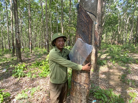 Chưa có hướng xử lý 359ha cao su vô chủ, bảo vệ rừng có trách nhiệm trông coi, bảo vệ diện tích cây này. Ảnh: Thanh Tuấn  