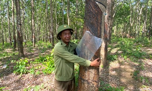 Chưa có hướng xử lý 359ha cao su vô chủ, bảo vệ rừng có trách nhiệm trông coi, bảo vệ diện tích cây này. Ảnh: Thanh Tuấn  