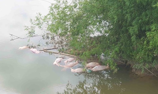 Xác lợn chết vứt ở Khe Trươi mà nay Công an đã tìm được "thủ phạm" vứt xuống. Ảnh: Trần Tuấn.
