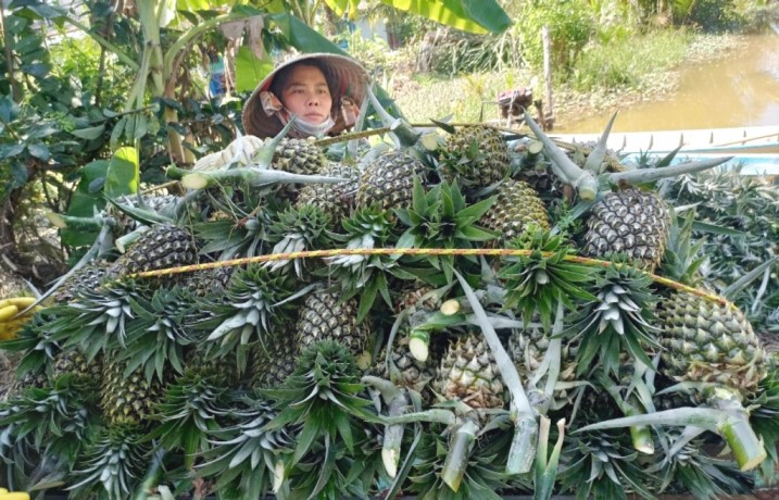 Thu hoạch khóm trên địa bàn huyện Gò Quao. Ảnh: Xuân Nhi