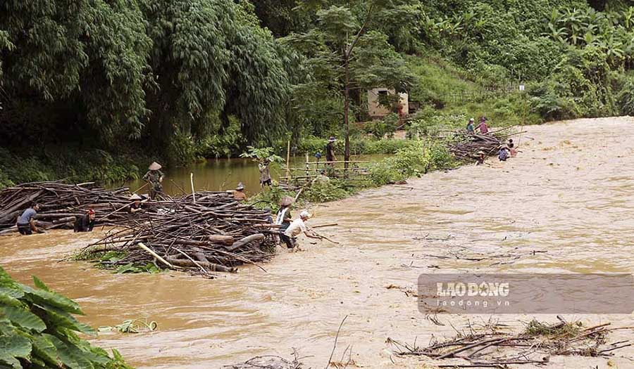 Nhiều người dân tại Điện Biên đã bất chấp nguy hiểm để vớt củi trên dòng nước đục ngàu, cuồn cuộn.