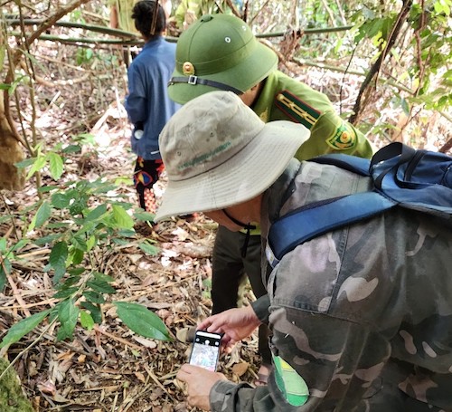 Chuyên gia nhận định có thể cá thể nghi hổ là mèo rừng. Ảnh: Hạt kiểm lâm huyện Quảng Ninh