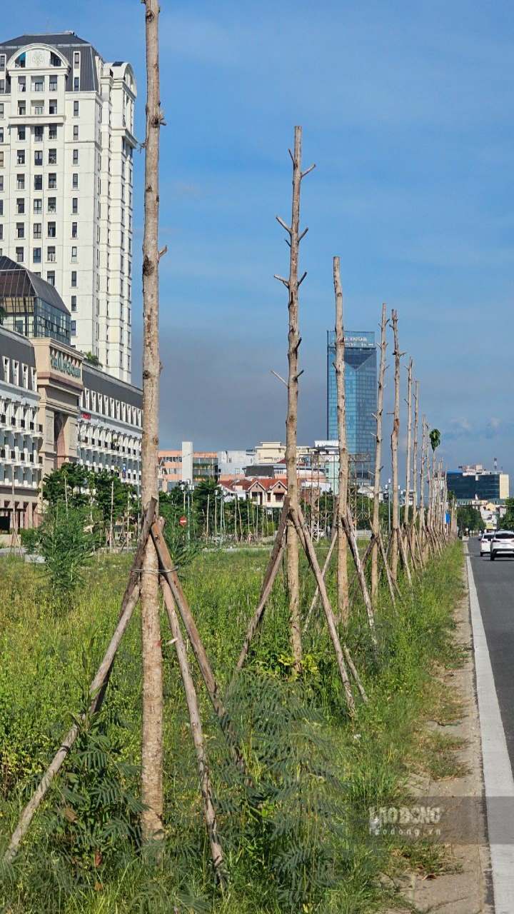 Liên quan đến vấn đề này, ông Lê Thành Bắc, Phó Giám đốc Ban QLDA cho biết, thống kê đến nay, đã tiến hành trồng 1.970 cây tại nhiều hạng mục như kè Đông Ba, kè An Cựu, Khu hành chính tập trung, đường Võ Nguyên Giáp, đường Tố Hữu. Chủng loại cây trồng gồm bằng lăng, phượng vỹ, phượng vàng, dầu rái với tổng kinh phí hơn 2,3 tỉ đồng.