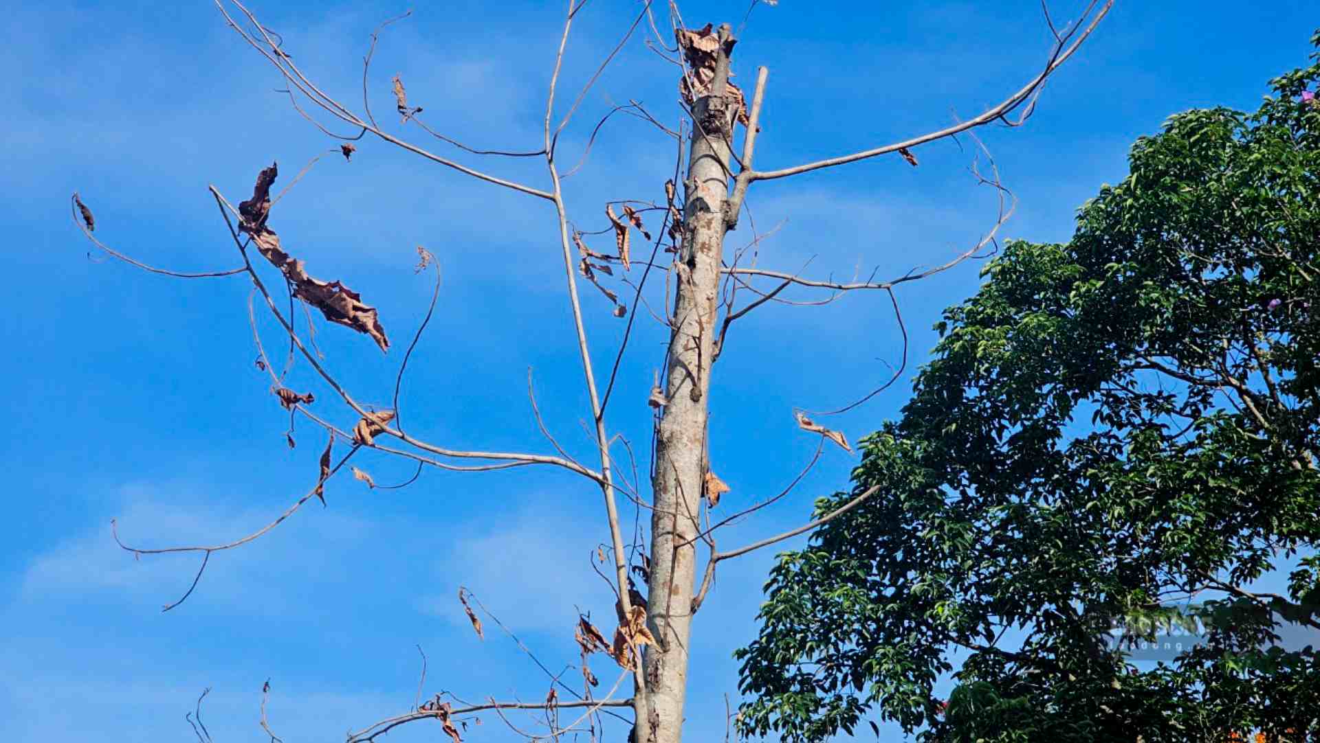 Một hàng cây trụi lá, héo khô đối diện các trụ sở hành chính của Huế, khiến cả tuyến đường trở nên ngột ngạt, mất mỹ quan. 