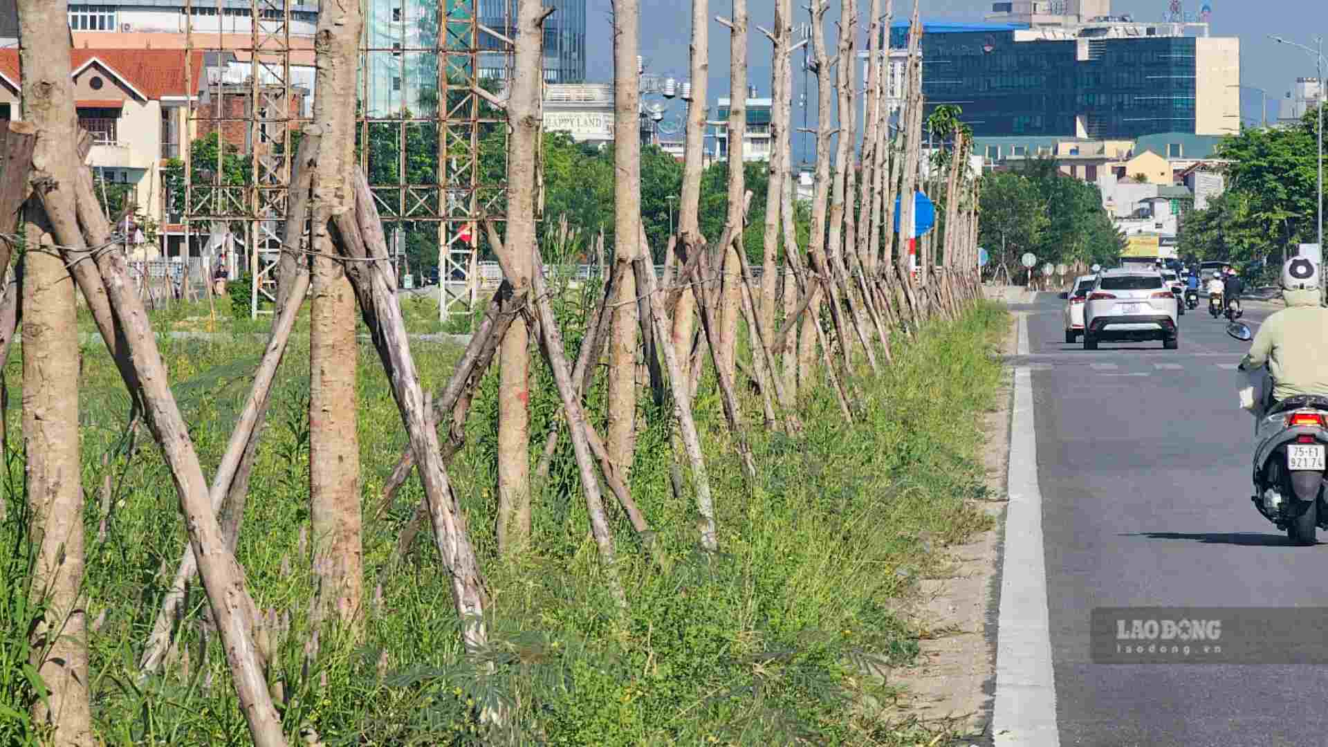 Một hàng cây trụi lá, héo khô đối diện các trụ sở hành chính của Huế, khiến cả tuyến đường trở nên ngột ngạt, mất mỹ quan.  