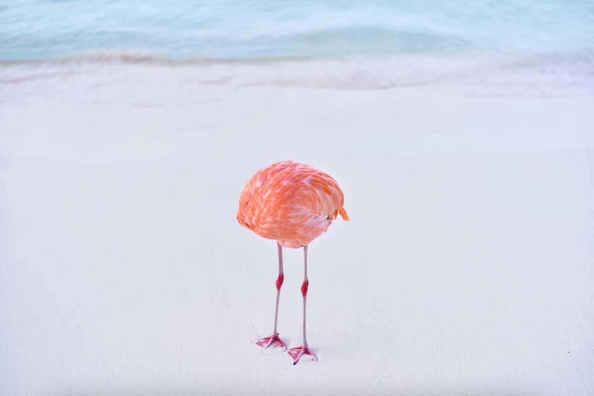 Ảnh chim hồng hạc trông giống ảnh do AI tạo ra. Ảnh: Miles Astray