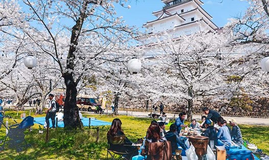 Khách du lịch ngắm hoa anh đào quanh lâu đài Tsurugajo - biểu tượng của thành phố Aizu Wakamatsu, Fukushima, Nhật Bản.