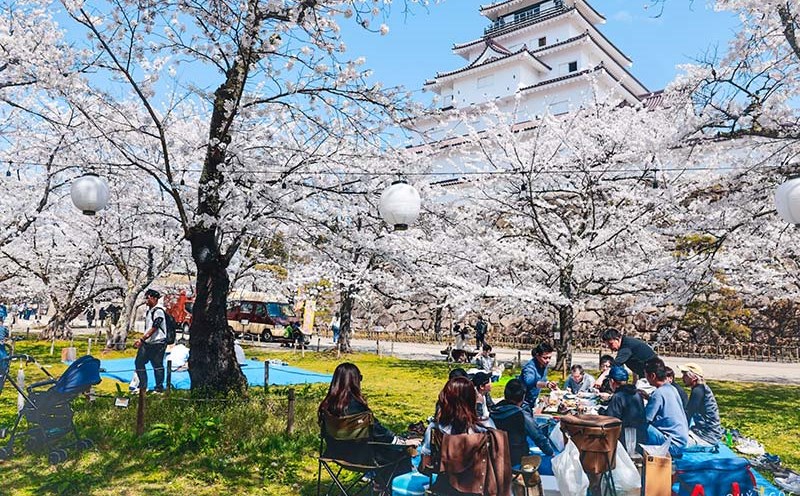 Khách du lịch ngắm hoa anh đào quanh lâu đài Tsurugajo - biểu tượng của thành phố Aizu Wakamatsu, Fukushima, Nhật Bản.
