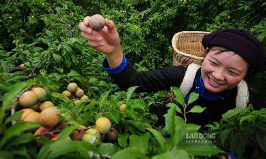 Mận Tả Van đang vào vụ chín. Ảnh: Đại Long