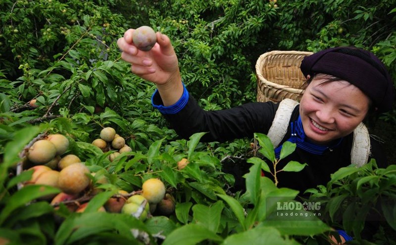 Mận Tả Van đang vào vụ chín. Ảnh: Đại Long