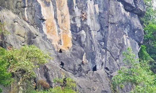 Hình đàn Voọc gáy trắng ở núi Lèn Chồng. Ảnh: H. Thanh