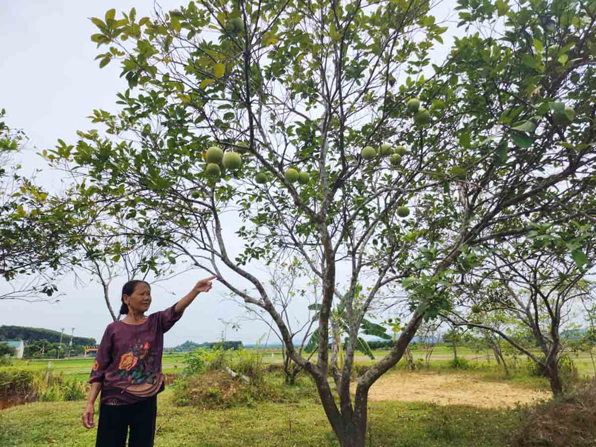 Cây ăn trái của gia đình bà Tần cũng kém năng suất, quả nhỏ vì thiếu nước tưới. Ảnh: Trần Tuấn.