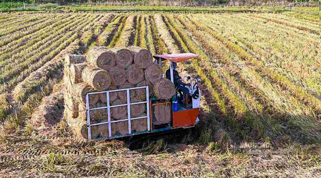 Thay vì đốt đồng, nhiều nông dân bán rơm lấy tiền hoặc dùng để phục vụ sản xuất. Ảnh: Phương Anh